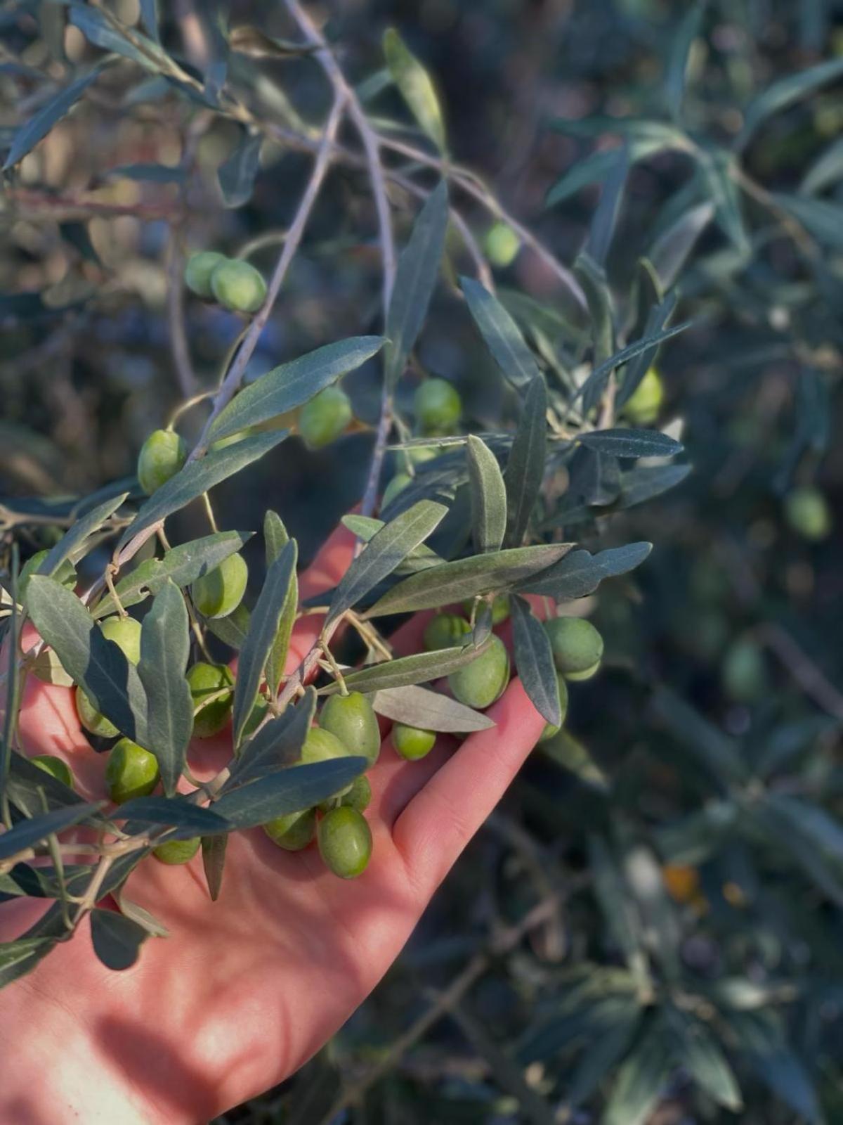 La Terrazza Sul Mangia Apartamento *